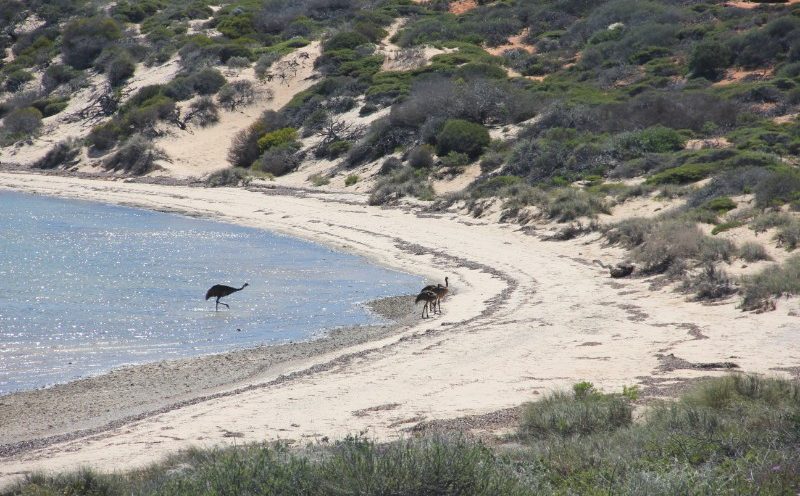 Vilde Western Australia