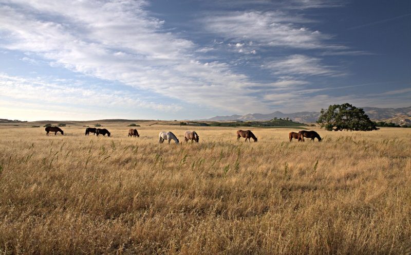 Heste i Santa Ynez